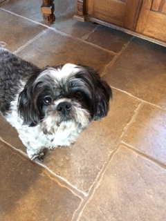 Dannette's Baby Frehley is an 8 yr old shihtzu
She was completely down and could not even lift her head.  
Had surgery on c3-4 discs on May 19,2017 and happily is back up playing and running and doing great!!!  She has some days where she stumbles, but doing GREAT!! Don't give up!!!! Make sure you have a wonderful harness after surgery. It was a lifesaver!!!  
