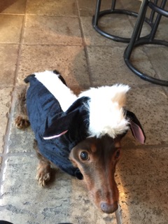 JodiH's Sweetpee (girl) in skunk costume.  She is twelve in this picture and is a long haired dachshund.  She had back surgery spring of 2016 and now has become diabetic but is going strong.

Keywords: Sweetpee