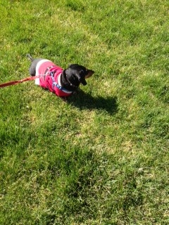 Marilyn's Gabi in her pink jacket.  She likes jackets that zip up the back, this makes it easier for Mom too.
