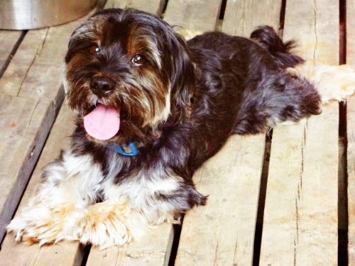 Alisha's Dolce is an 8 y.o. Shorkie. He was diagnosed with IVDD at age 5 after he became suddenly paralyzed and required emergency surgery to repair a slipped disc.  We have been very lucky and Dolce is doing great 3 years post op with no more episodes! 
