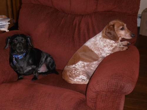 Amy's Remington, (a Black Three Toned Miniature Dachshund) & Dolly, (a Piebald Miniature Dachshund)   
We're not moving mom, we can see all the squirrels outside from your chair
Keywords: Dolly/Remington