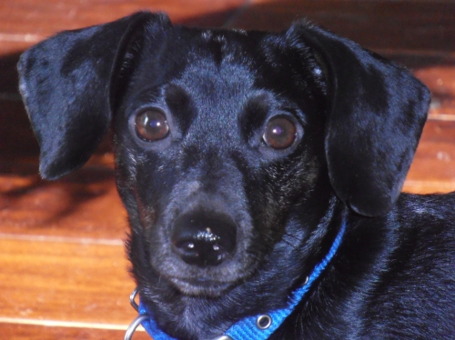 Amy's Remington - a Black Three Toned Miniature Dachshund.  "Wanted - Squirrel Chaser"
Keywords: Remington