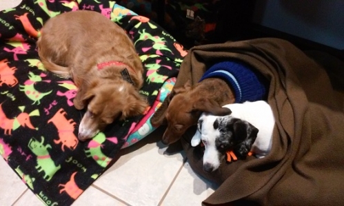 Barbara C’s three IVDD rescue girls:  Bella, LeeLoo, and Baby.  Special abilities pups are the best!  
