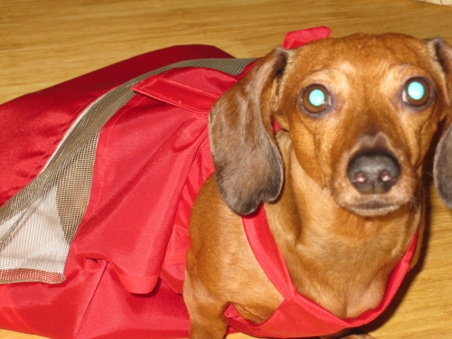 Barb's LeeLoo LeeLoo is a 5 year old rescue pup.  She can't walk but that doesn't slow her down from cart racing or from looking glamorous in her red ball gown drag bag.
