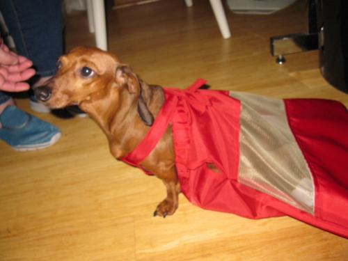 Barb's LeeLoo LeeLoo is a 5 year old rescue pup. She can't walk but that doesn't slow her down from cart racing or from looking glamorous in her red ball gown drag bag.
