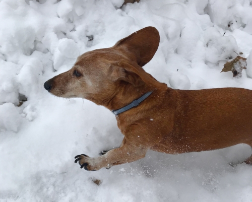 BrittanyD's Baxter is still enjoying the snow at 13 years young!
