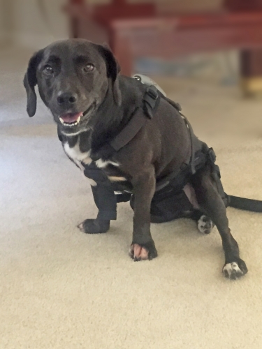 Carrie's Abby: After finishing conservative treatment, Abby received 10 water treadmill and 10 laser treatment. She can walk slowly, her condition is stable after being paralyzed for 5 months!!
