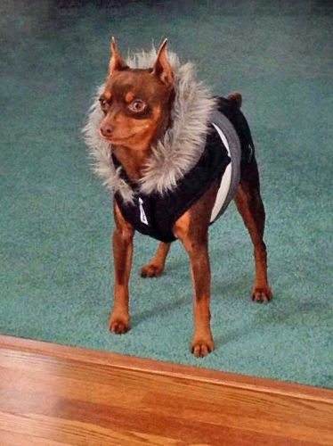 Chery's Bucky in coat. It's tooo cold in Michigan for a Miniature Pinscher
