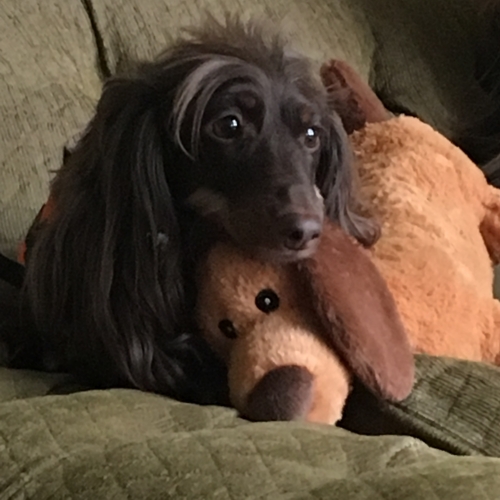 DarciS' Lucy is 4.5 weeks out from IVDD surgery on two locations (one ruptured disk and one bulging) and is doing GREAT! I was able to gain insight into what to expect prior to surgery by coming to your site - thank you; it gave us peace of mind! Lucy is the greatest rescue dachshund we could have ever asked for —how sweet she really is! She drags around her stuffed dachsie everywhere she goes.
