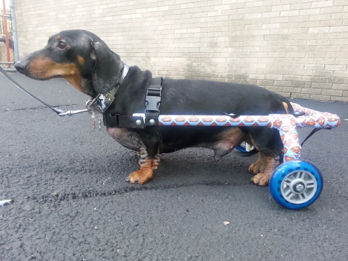 Dawn's Max, the superdog, is testing out his new set of wheels to go cruising in the neighborhood.
