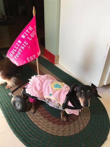 DebG says there is no stopping this wheelie girl!! 
Rollin with " Tootsie Lou" gets everywhere she needs to after not being a surgical candidate for her back wheels were the best thing!! Loving life!  

Keywords: Tootsie;Lou