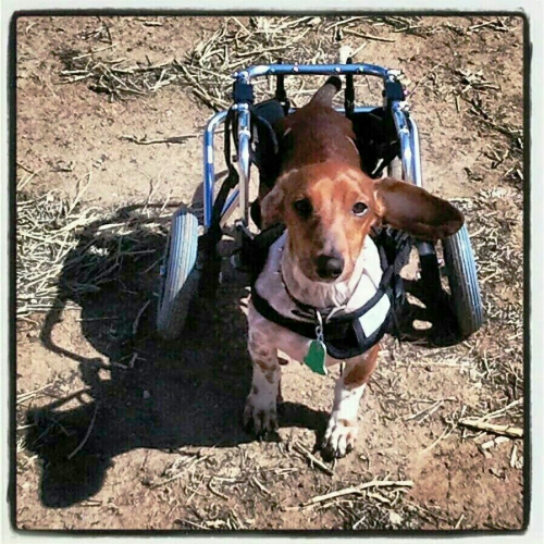 Deidra’s Tucker beat IVDD, despite the vet suggesting we "put him down." We refused, got him a wheelchair and he now has his abilities and life back :)  Tucker says: "Make way, determined dachshund coming through!"

