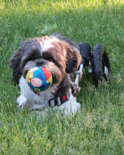 Diane C. reports that rescue. Sullivan, sustained a disc injury and despite surgery did not regain use of his rear legs. He has adapted well to a wheelchair and continues to be a ball hog!  He has been adopted by a wonderful, active family!

