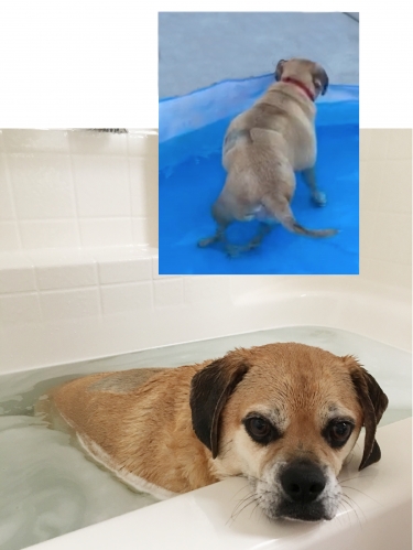 DottieW's puggle, Sarge, now can take some wobbly steps after a Mar 2017 surgery! Dr. Pribyl pointed Dottie to Dodgerslist to help her with post-op care. Daily water therapy in a child's plastic pool and warm water of the bathtub assist this puggle with learning to walk. Go Sarge!!
