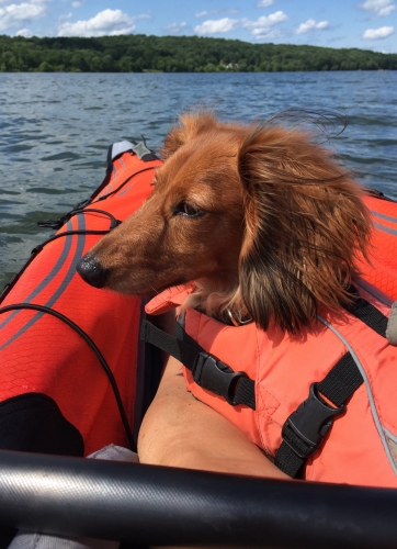 Elaine's Jackson is an IVDD survivor from not walking in 2013. Three months after surgery started to take his first wobbly steps. He loves kayaking with mom and he sits up front. He's captain Jack! 
