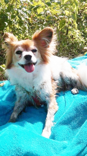 Gillian's Rowdy is finally swimming in the swamp again after X rays, crate rest, laser therapy, lots of glucosamine, and a careful re-introduction into exercise.  A muddy towel is a small price to pay for how happy this makes us both!
