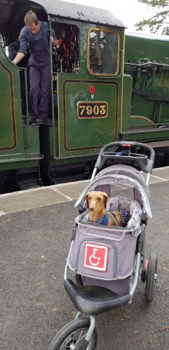 HeatherH's Denny loves to get out whether wobbly walking or being part of the family pack in his stroller visiting a steam railway at Broadway, England.
