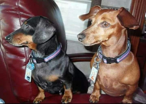 JackW's Peanut (11) and CoCo (8) travel extensively in their motor home.

