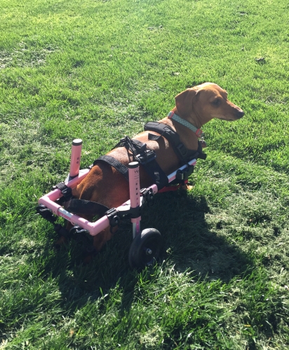 Jaclyn's Bella takes her first walk since being paralyzed and the grass was the first place she wanted to go. 
