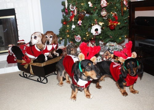 Janet’s crew wishing all a Merry Christmas. Sitting in the sleigh are our two seniors Toby (14) and Rusty - both survivors of IVDD surgery and fully mobile.  The reindeer are two rescue wieners Gus and Bea.  Their Holiday message is "don't let your doggies jump off the bed!" Thank you Dodgerslist for all the advice and guidance when our dogs were stricken.
