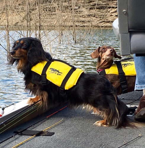 Jeanine's Isabelle is blk/tan long haired (5 yrs old) and Lilly is choc/tan smooth(11 yrs old). Both are Loving Lake Life!
