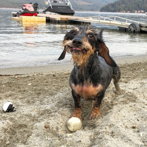 JenS's 9 year old smooth coated wire. Peter loves the beach and swimming in the lake. 2 years ago, he ruptured between C4-C5 and had to have surgery. He made a full recovery and is a happy boy living out his golden years. 
