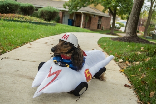 JenniferH's Ben is dressed as Speed Racer. He loves to run so it fits his personality.
