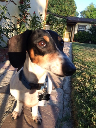Jennifer's Elvis has his "forever home".   While his back legs were dragging, he was dumped in an LA Shelter.  He was rescued and rehabbed and was adopted by our family of 2 other IVDD survivors - 3 is our number!!
