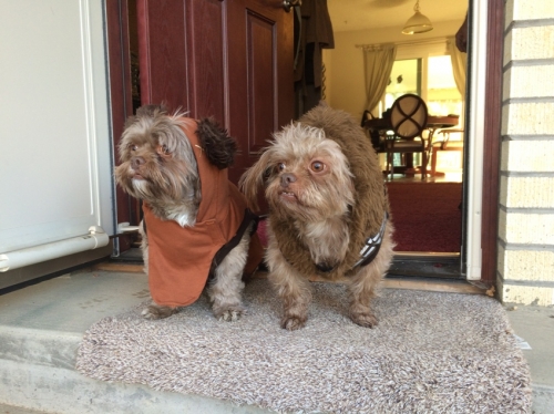 JessB's Butch (dressed as Ewok) and Sundance (dressed as Chewbacca)- rescued Shih Tzu mix,
assumed to be brothers, approximately 5yo.  Both have IVDD.
