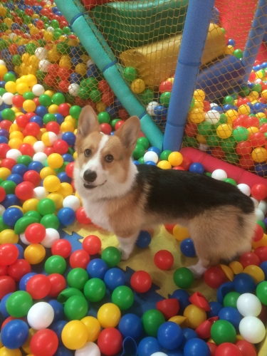 Jessica H’s 2 y.o. Rango lives in Taiwan and is having a ball since conservative treatment in Summer of 2015.
