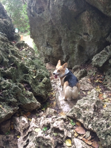 Jessica H’s 2 y.o. Rango lives in Taiwan and is loving hiking since conservative treatment in Summer of 2015.


