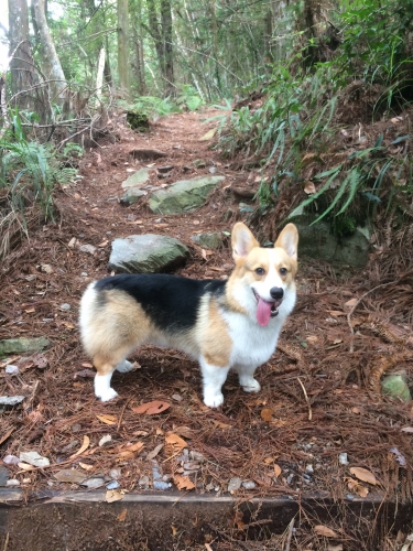 Jessica H’s 2 y.o. Rango lives in Taiwan is conquering the hiking trails since conservative treatment in Summer of 2015.
