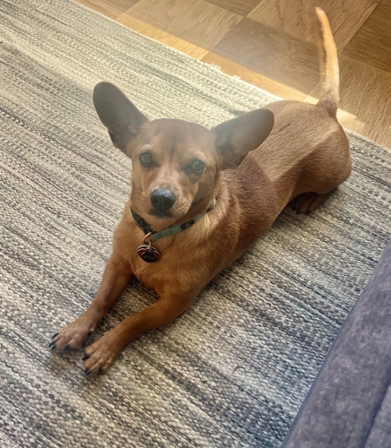 Jessica's Mocha, a chi-weenie, had an emergency surgery Feb 2023. Now, six weeks later, he is doing great building up his stamina, has loads of energy and acts as if nothing happened. We remain vigilant in keeping him safe from future disc episodes.

