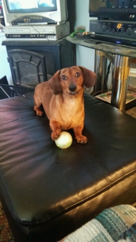 JohnT's Max says" Thank you for my new ball Dad. I really like it!
