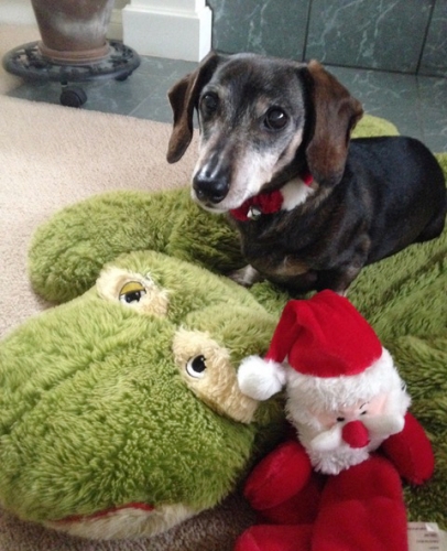 Dr. Judy's Dogtor Louie is ready for the Holidays!
Keywords: Judy W <dr.judy22@gmail.com>