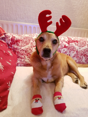 Karen's Jade in the UK tries on Christmas outfits as 5 weeks post op crate rest boredom sets in.
