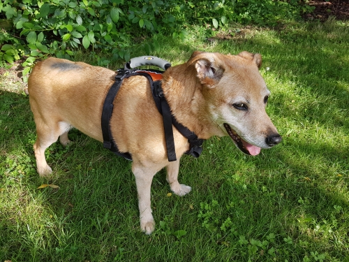 Karen's 15 y.o. Jade lives in the UK - August 2017 (9 months post-op) absolutely loves her walks (and sometimes runs) on the grass whatever the weather. Still sporting a small bald patch from her surgery but it's growing back just in time for the winter!
