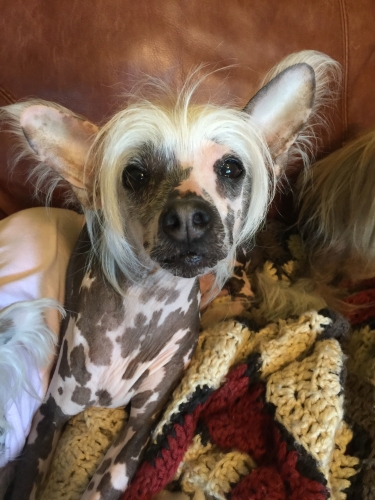 KatieA's Tango, a 6 y.o. hairless Chinese Crested is on crate rest right now but willing to give a kiss if you pucker up!
