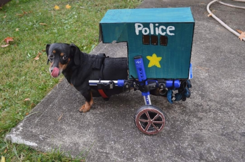 This is KrystenK's Oscar. He is 7 years old and has been paralyzed for 3 years due to IVDD. He loves life and doesn't let his injury slow him down! 
