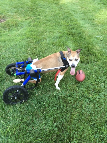 Kyle's Dallas: My favorite thing to do, play in the grass with my football!
