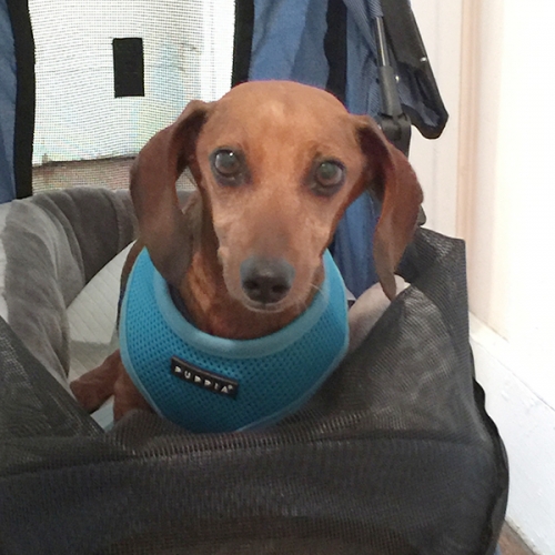 Lark's "Bernie the Brave" sitting in his stroller. Bernie was attacked by a bear and became paralyzed. He was rescued from being put to sleep by Florida Dachshund Rescue. They are taking great care of him and will be buying him a cart.

