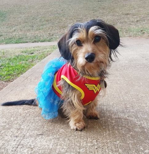 Lauren's Heidi is a doxie-Carin Terrier mix. Her first disc episode was at 6 months old. Heidi is a mini Wonder Woman and doing just fine now a days.
