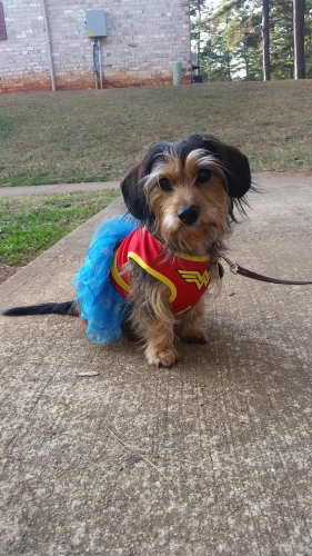 Lauren's Heidi is half dachshund, half cairn terrier. She had trouble with her back and put on crate rest when she was 6 months old, but she's been better since. She's my mini Wonder Woman
Keywords: Heidi