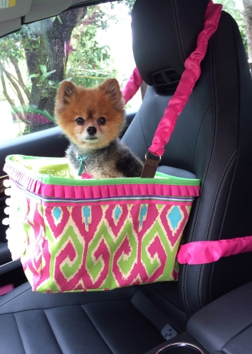 Laurie's SoSo is a 12 year old IVDD survivor pomeranian in his car dog bed.
