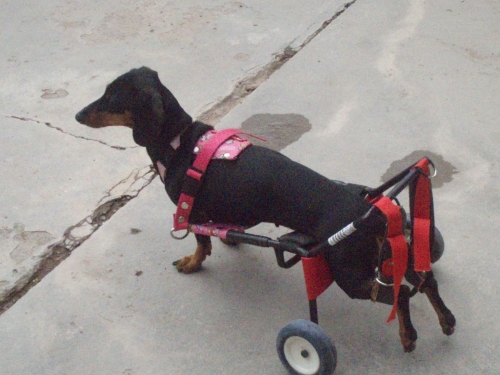 Michelle's BooBoo in her cart fashioned by Dr. Herrera just outside of Mexico City . BooBoo was depressed and sad until she got her cart.  She loved it from the first day and zips around in it like crazy. She is 8 years old now. She went down three years ago and had conservative treatment.  I live in a small town in Mexico, and that is the only option.  She is now able to do spinal walking, but we still use her cart when she is outside.  
