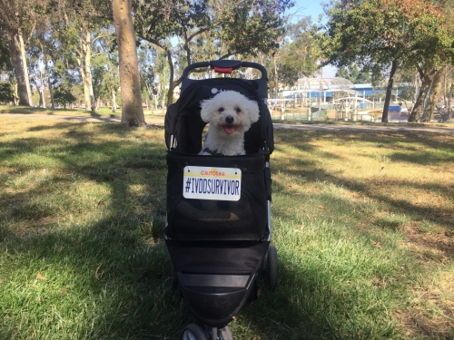 Rupert is a 4 year old cockapoo adopted from the West Los Angeles Animal Shelter. In October 2017 he had  IVDD surgery at the age of 3. Ruperts favorite thing to do is go out to for runs at the park with his mommy. Since his surgery he's no longer able to keep up so we bought him a stroller and now he's able to join him mommy on her runs. He runs for 10 minuted and then he goes on his stroller to rest. Rupert is unstoppable! 
