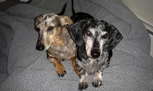 Marianne’s 11 y.o. Cocoa and his sister Kelly.  Hard to get Cocoa to sit still for a photo.
