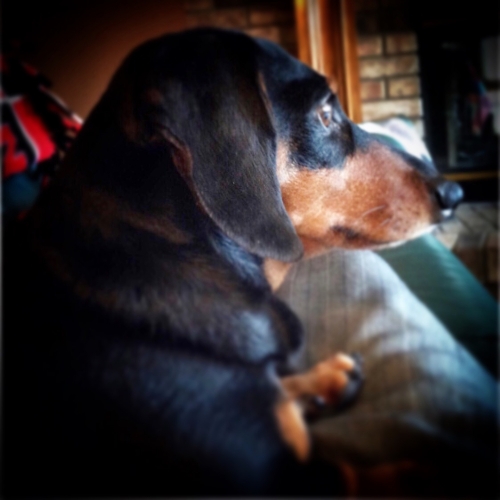 MarilynK's Gabi loves to sit on the couch and watch the action outside.  There may be some barking involved!
