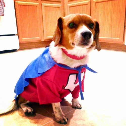 MelanieC's Ms. Penny in her Underdog costume from last year. Now that she's graduated post-op crate rest - she's no Underdog - she needs a Superdog costume!
Keywords: Penny