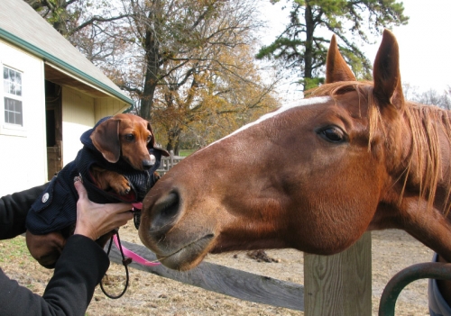 Melanie Chloe: Close, but not quite twins! Chloe meets a horse for the first time. Chloe  has had two surgeries and completely recovered.
